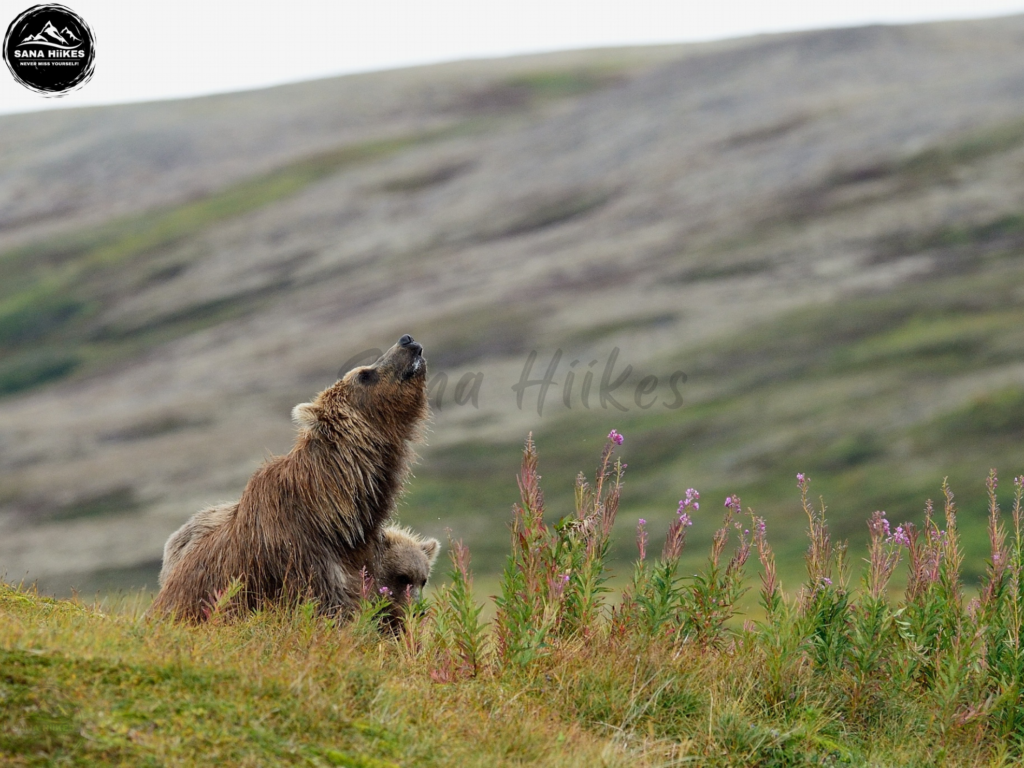 Bear at Deosai
