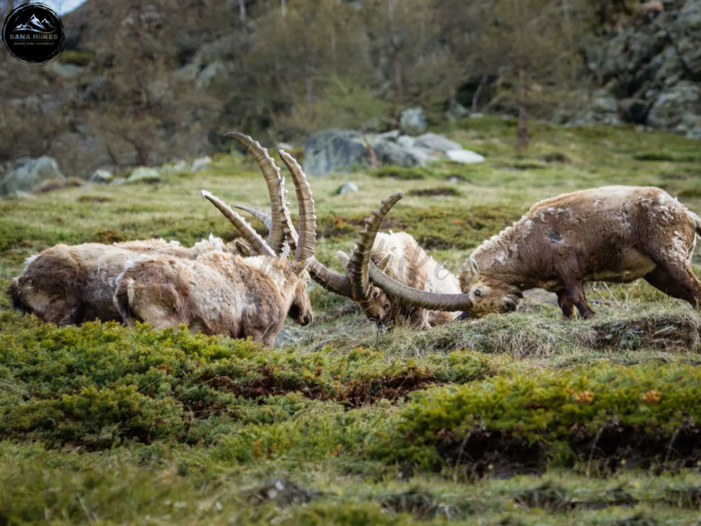 Alpine Ibex