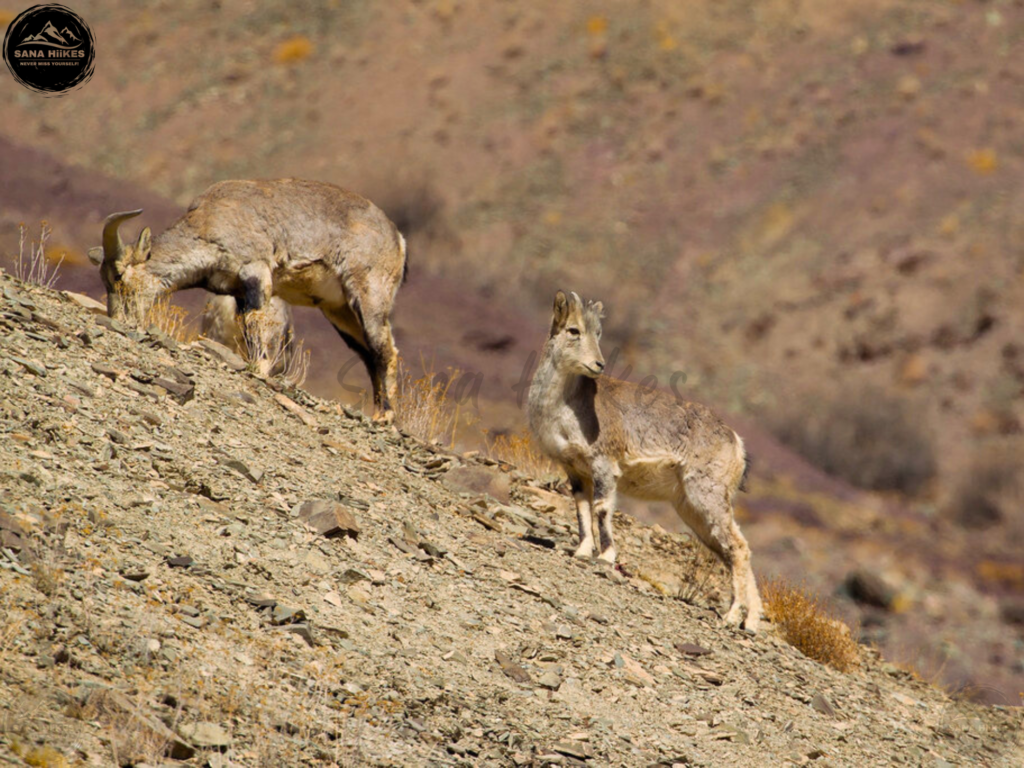Fauna Hemis National Park