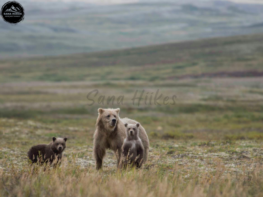 Himalayan Bear
