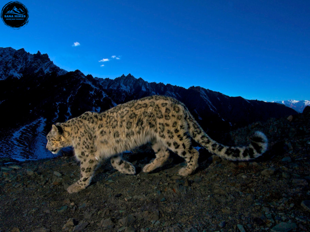 Snow cat in Hemis National Park